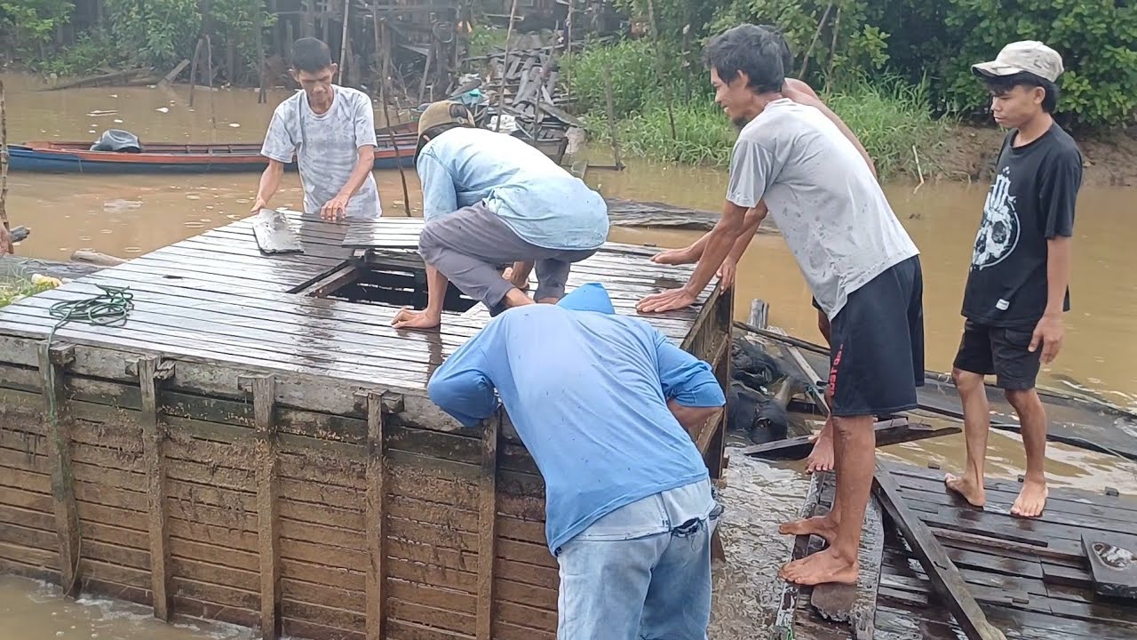 Luar biasa Panen jutaan ikan toman dikeramba