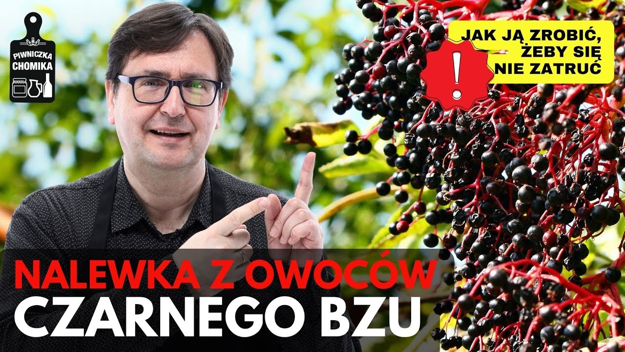Nalewka z owoców czarnego bzu. Smaczna, zdrowa, ale trzeba wiedzieć jak zrobić, żeby się nie zatruć!