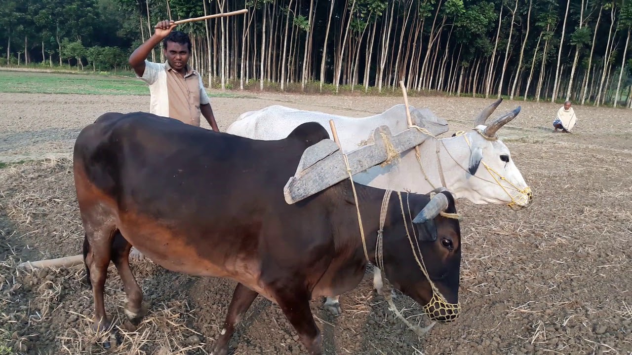 Farming in west bengal, india, and bangladesh