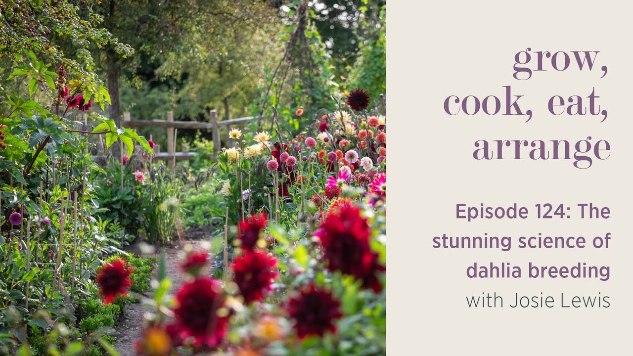 The Stunning Science of Dahlia Breeding with Josie Lewis - Episode 124