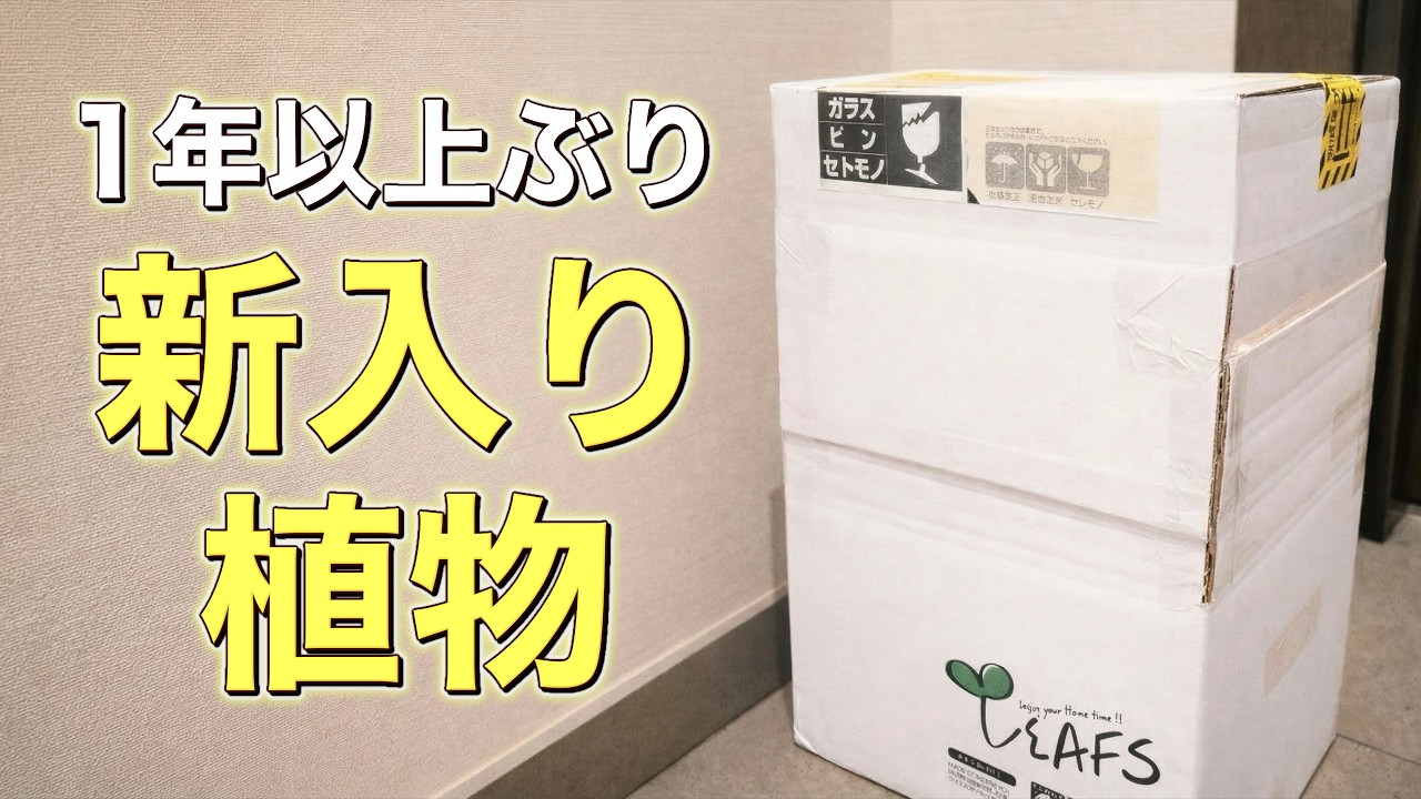 1年以上ぶりに植物を買ったら、やっぱり良かった