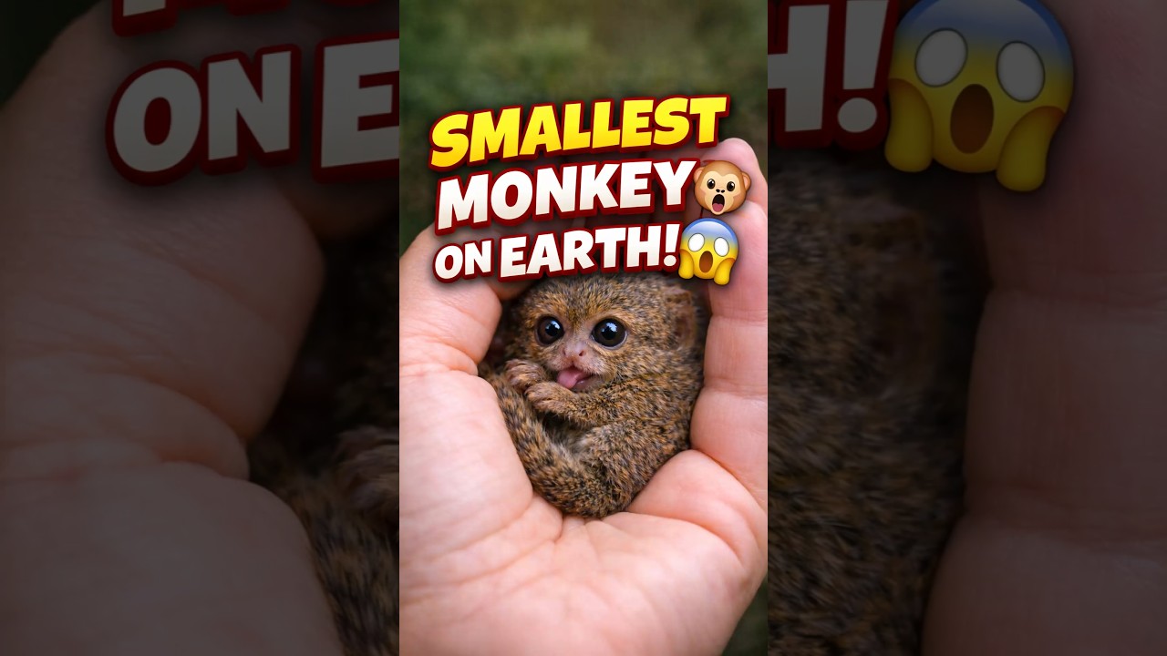 Smallest Monkey on Earth!😱 