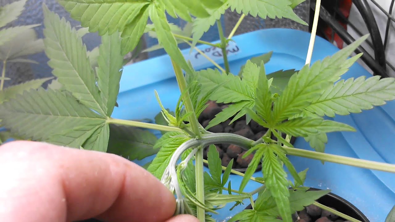 New auto grow/at four weeks from seed