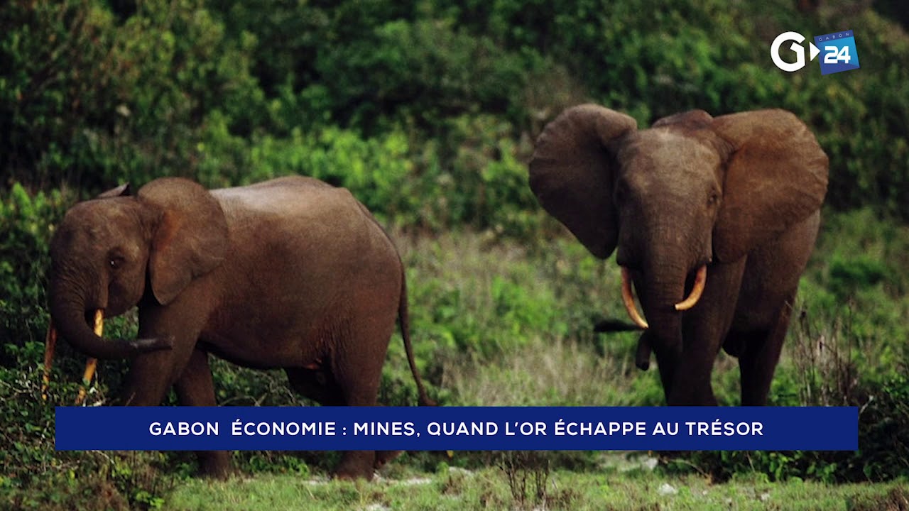 GABON  - MINES, QUAND L’OR ÉCHAPPE AU TRÉSOR