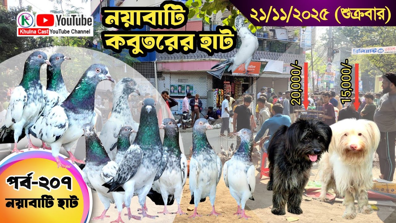 নয়াবাটি কবুতরের হাট পর্ব-২০৭।।খুলনা জেলার সবথেকে বড় কবুতরে হাট নয়াবাটী ।। the Largest pigeon market