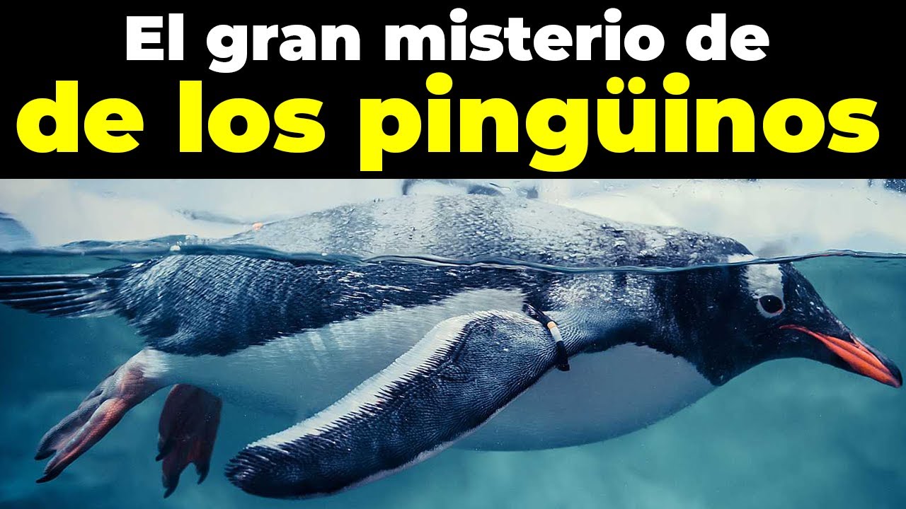 ¿Por qué no hay pingüinos en el Ártico?
