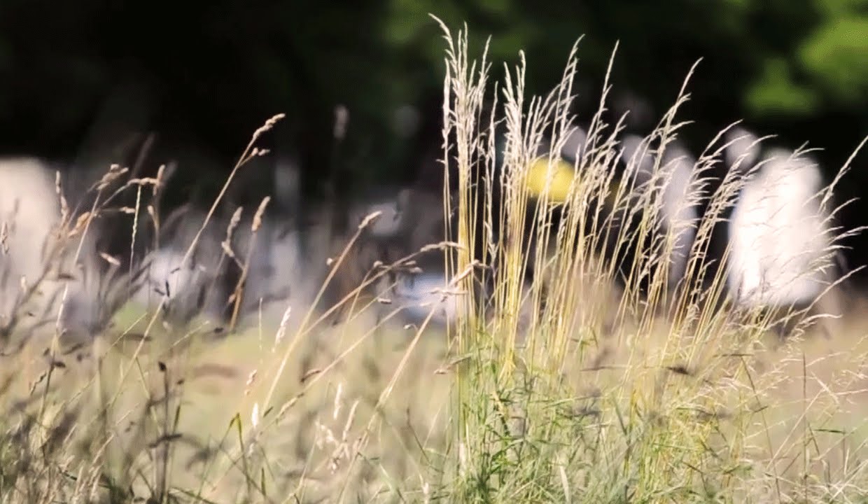 Waving Grass Visualization -  Relaxation Instrumental Music 11