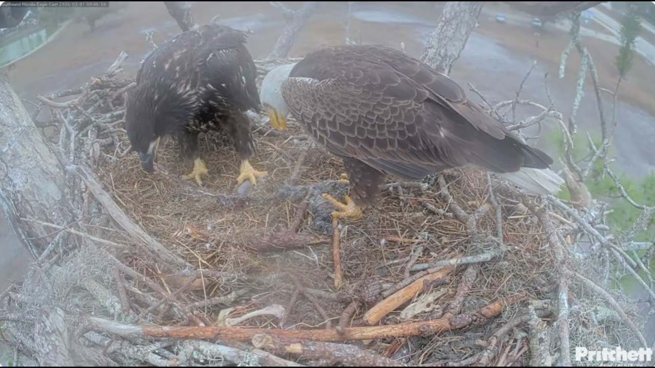 SWFL. Dad brings some furry RK for breakfast, feeds his eaglet / 09:02 / 2026-03-01