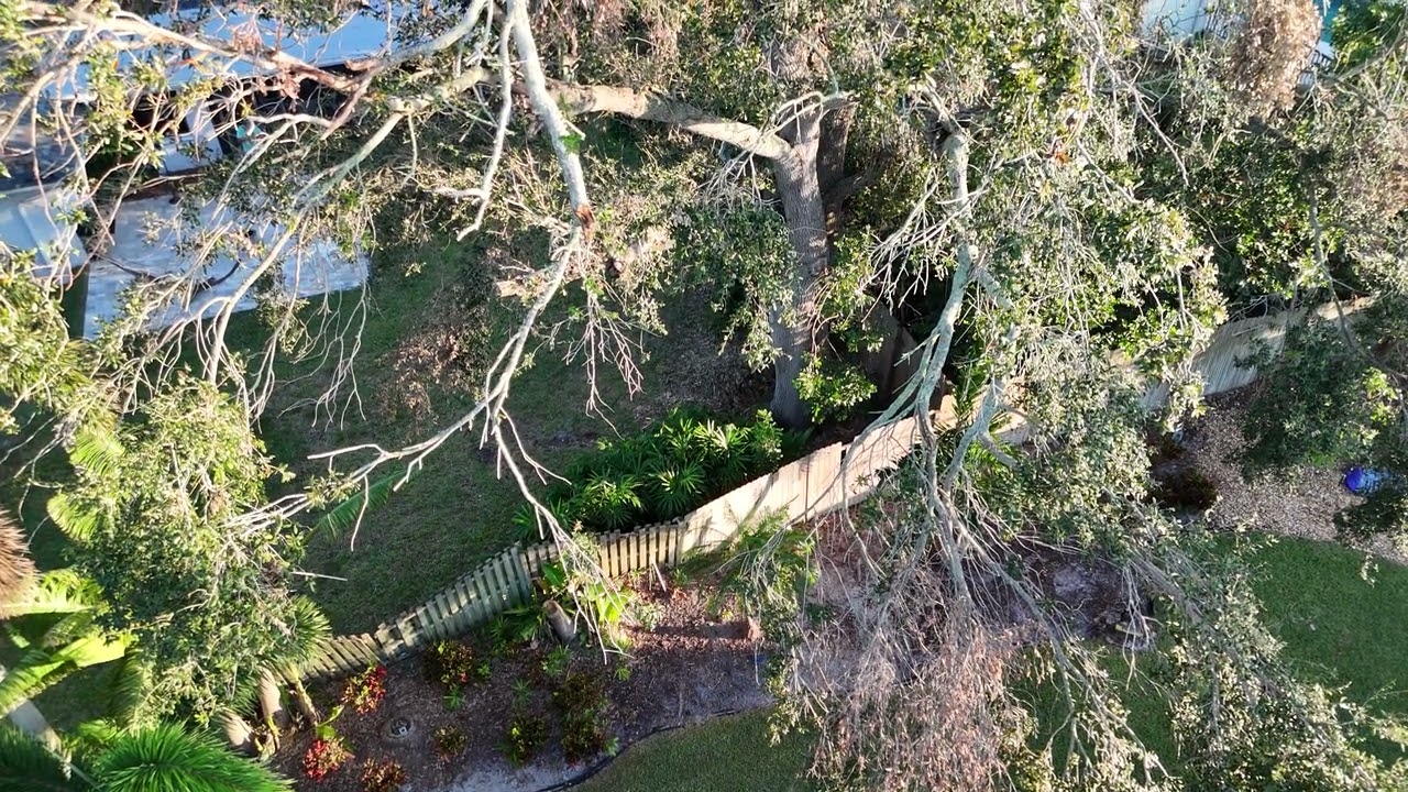 Drone inspection of Oak Tree damaged by Hurricane Milton