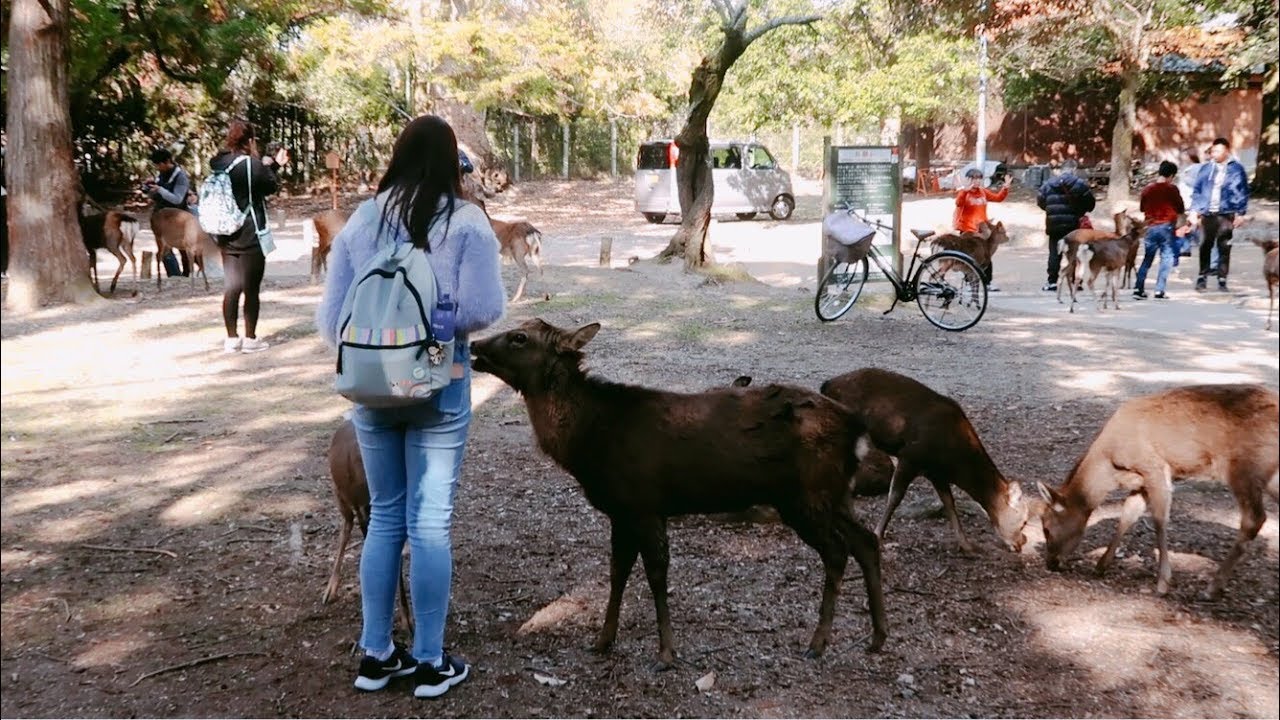 Japan Day Five | Feeding the deer at Nara Park!