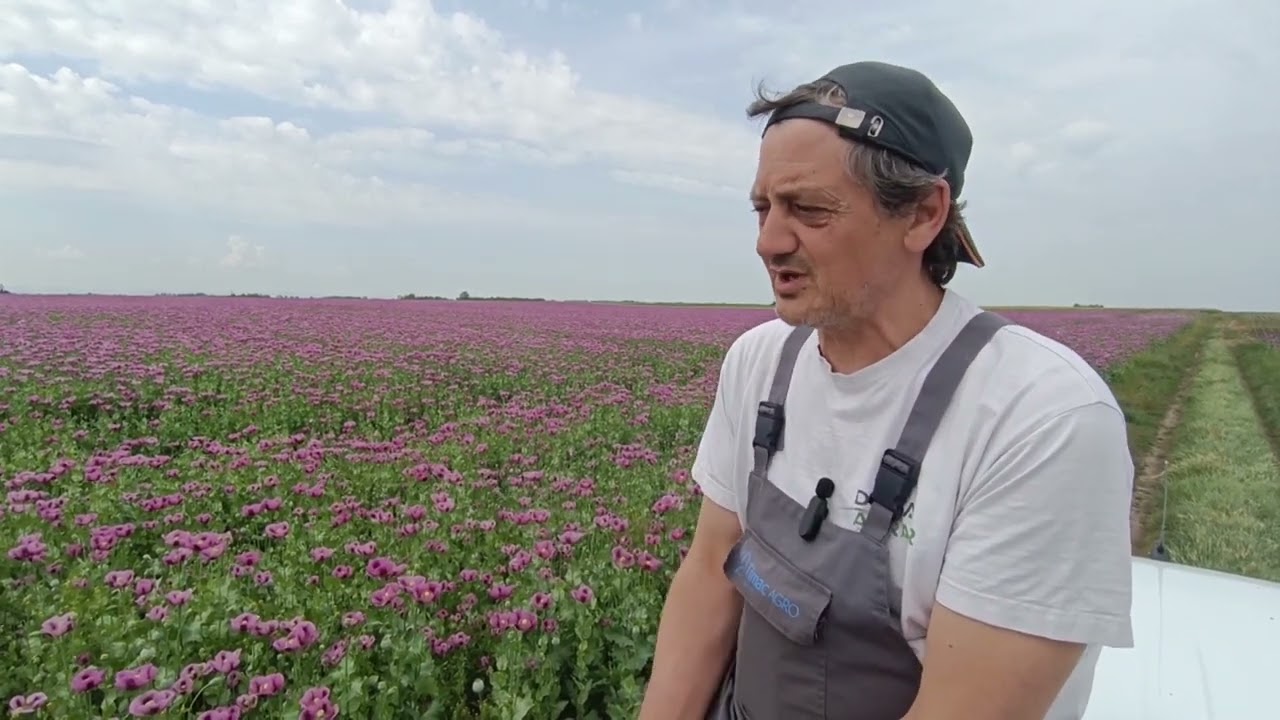 O PROIZVODNJI MAKA NA 20 HEKTARA SA MILANOM DEBELJACKIM