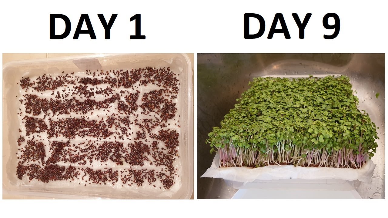 GROW MICROGREENS on paper towel, in water, seed to harvest, FULL GUIDE, fast, clean, easy, rich