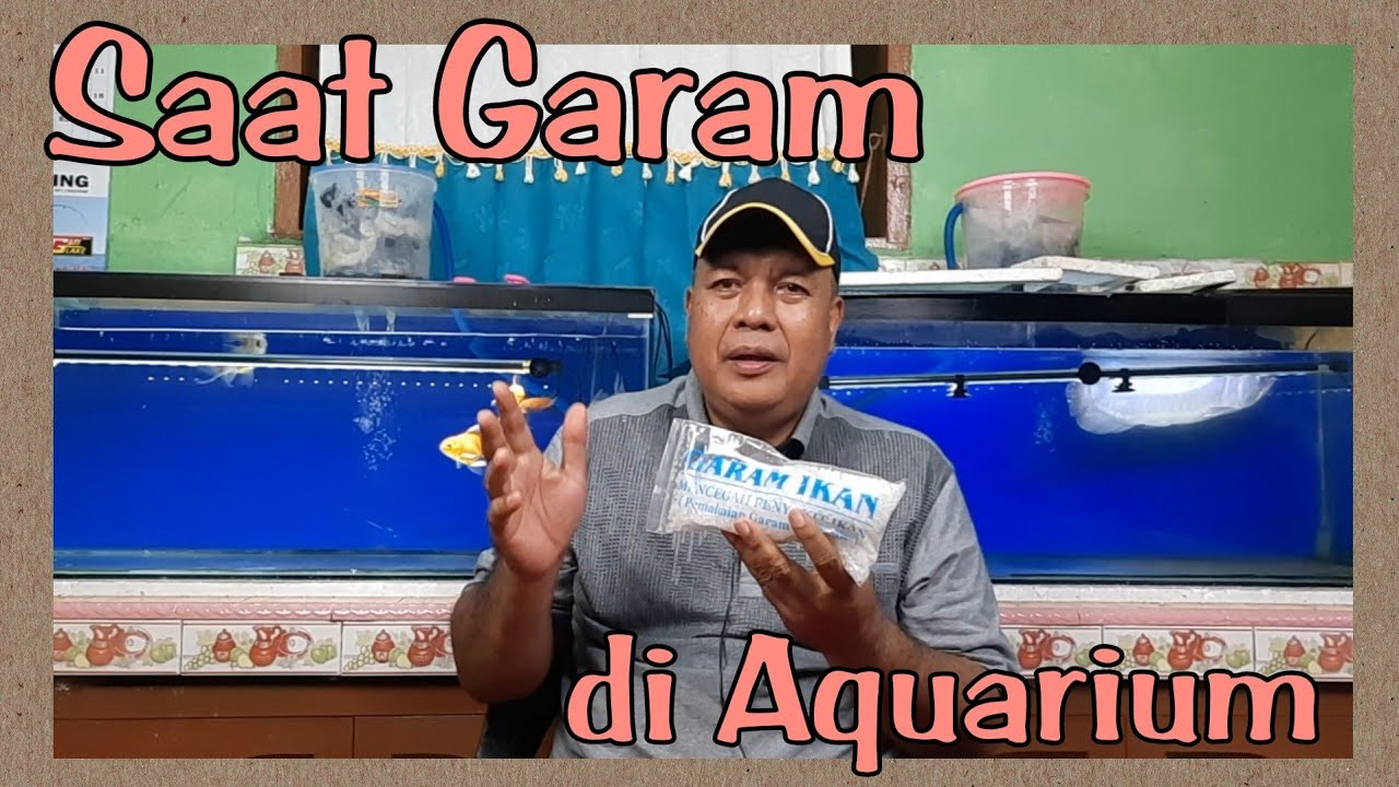 Saat Garam di Aquarium || Ikan Hias