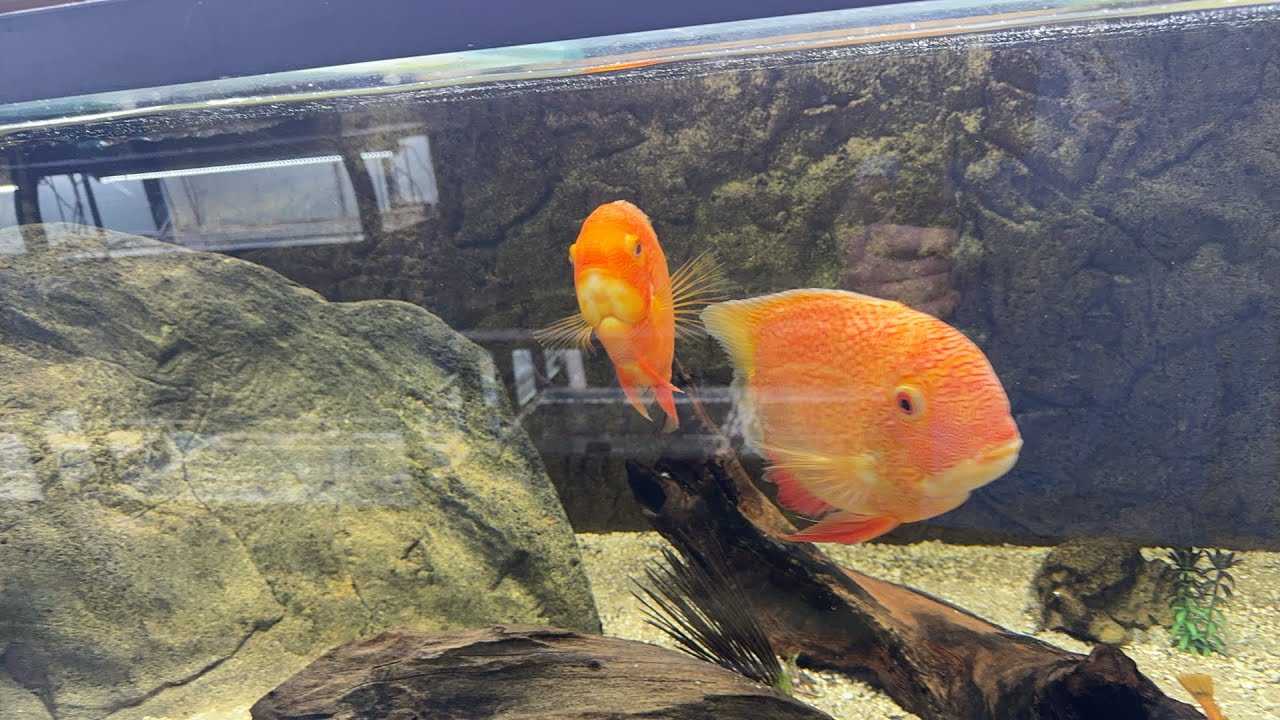 I’ve Been Hacked and Live fishroom Walk-through 1/2/2024