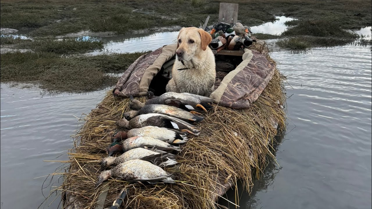 NorCal Waterfowl Season 2025-26 ShotKam Footage
