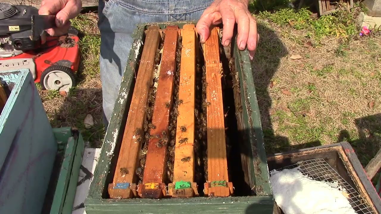 MVI 2339 ... Good hive and working hard