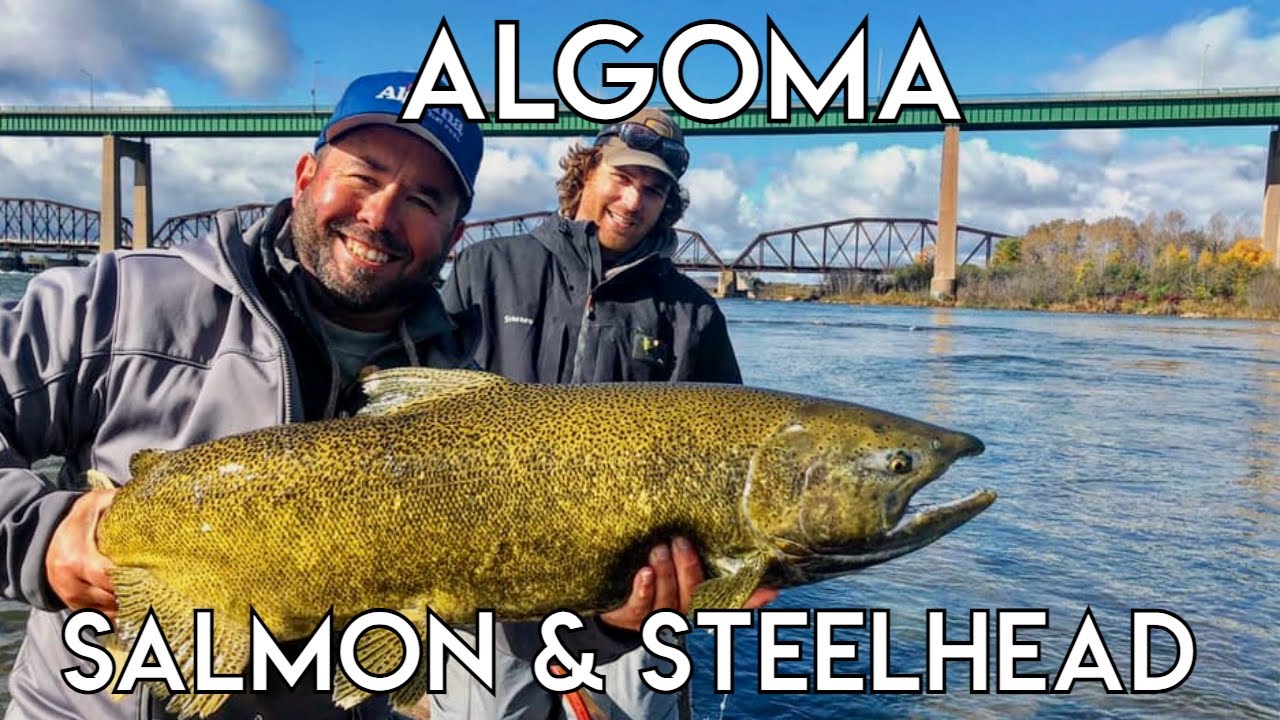Best of Salmon & Steelhead Fishing | Algoma Country