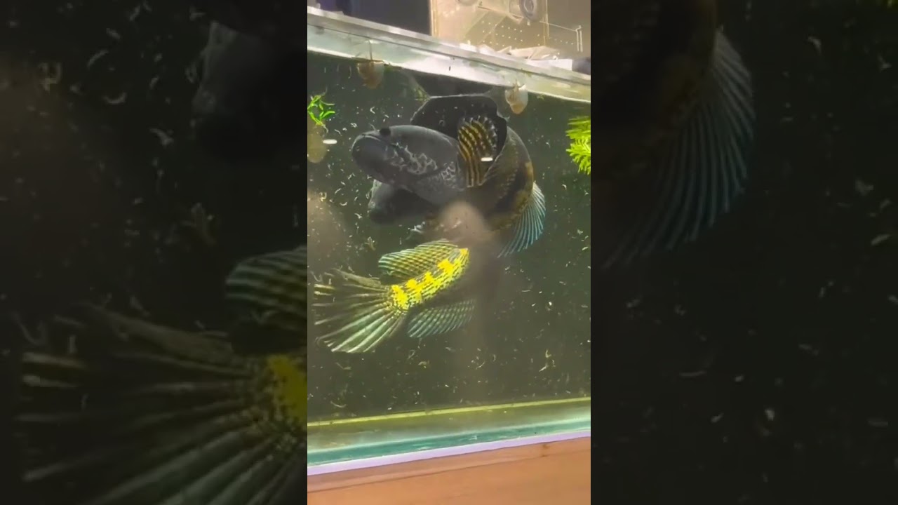 CHANNA FISH or SNAKEHEAD BREEDING 🔥 #subscribetomychannel #predatorfish #monsterfish #breeding #fyp