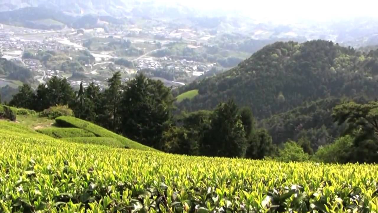 JING Tea - Hand-Made Gyokuro Supreme