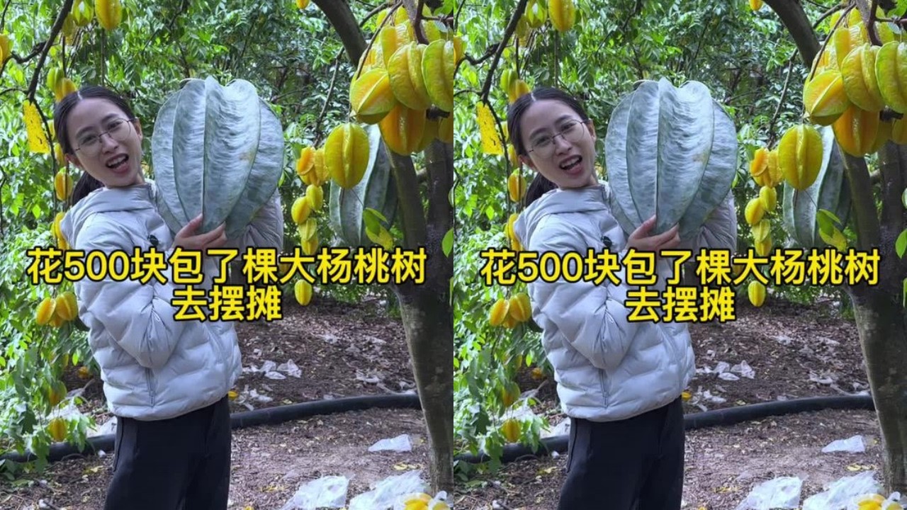 白菜花500元包了一棵大杨桃树去摆摊，熟悉的乡下市井里永远藏着温情和美好