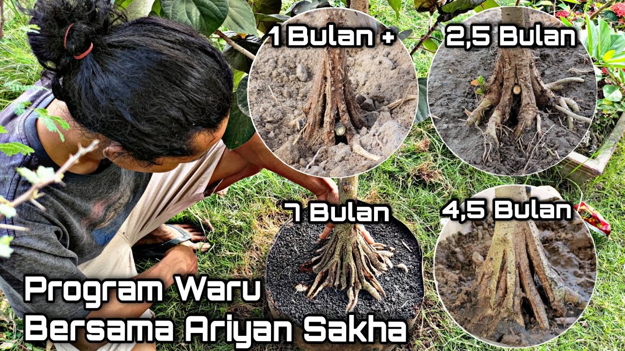 Cara Program Waru Taiwan Belah Batang Hasil nya Luar Biasa || Bersama Mas Ariyan Sakha || Part 1