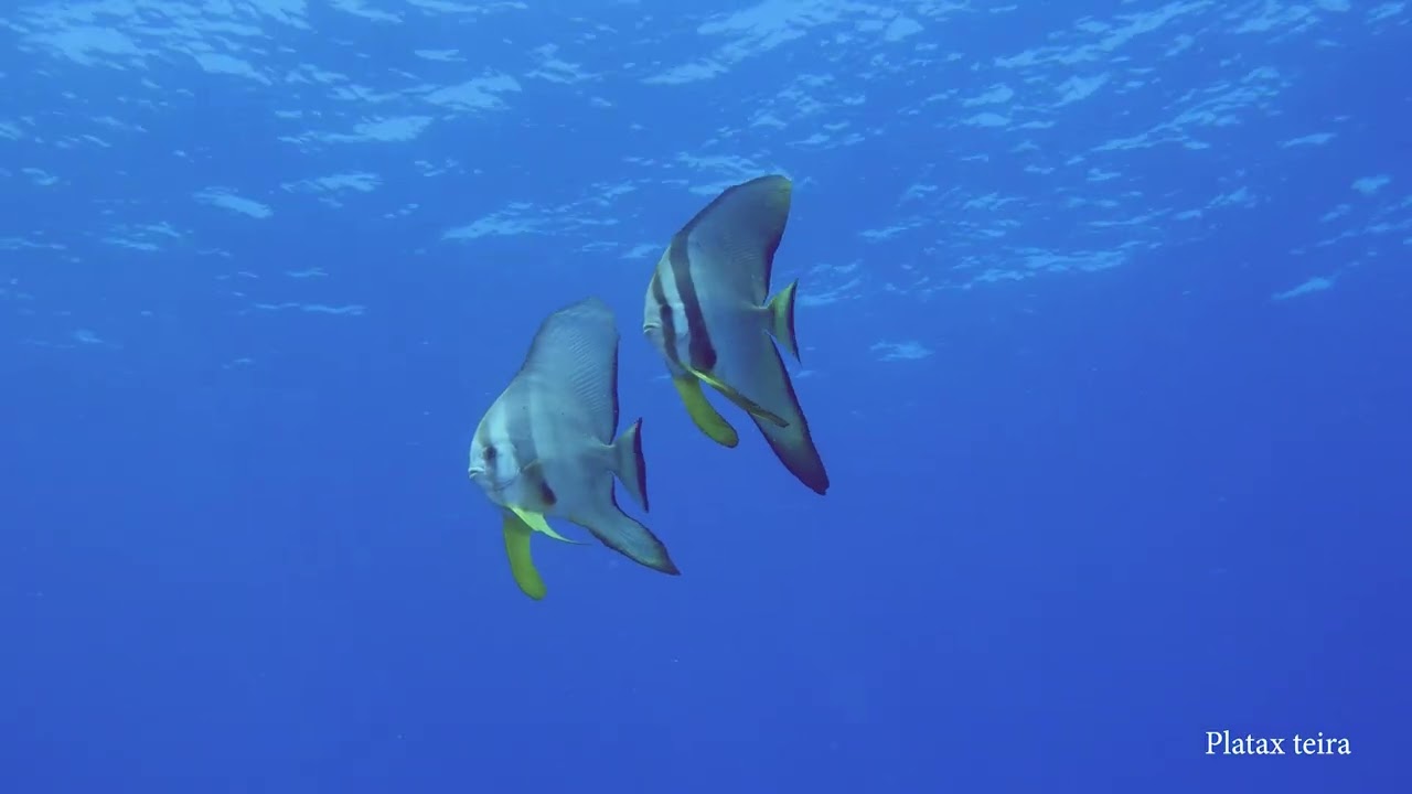Poissons et animaux du lagon 28