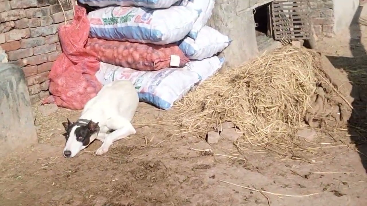 گائے بھینسیں اور بکریاں اورdog بھونک رھا ھے