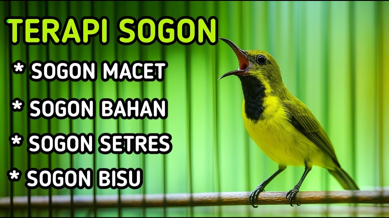 Terapi sogon bisu, sogon malas bunyi, sogon macet, sogon stress, jaminan jadi gacor