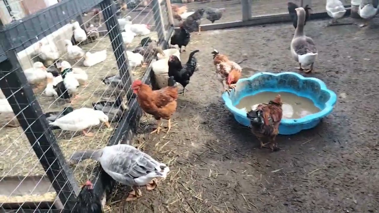Prezentare noutăți  păsări și proiecte 