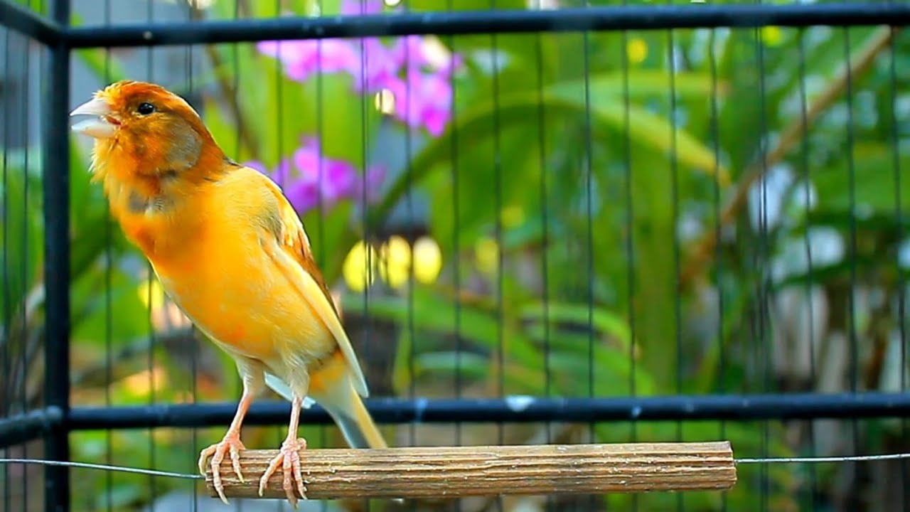 Como estimular o Lindo Canário Belga a cantar mais forte com canto de acasalamento!