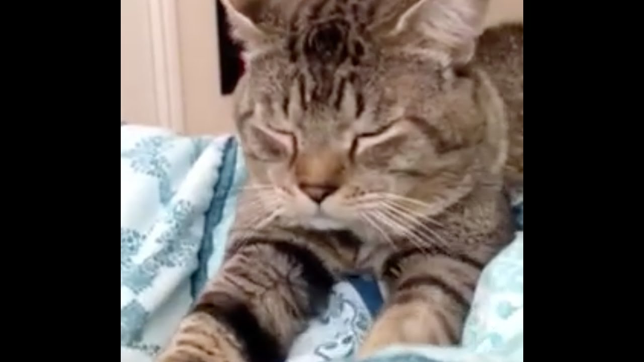 Happy Cat Relaxing and Kneading ASMR