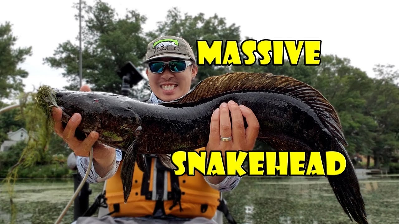Fishing for Massive Spawning Snakehead in New Jersey