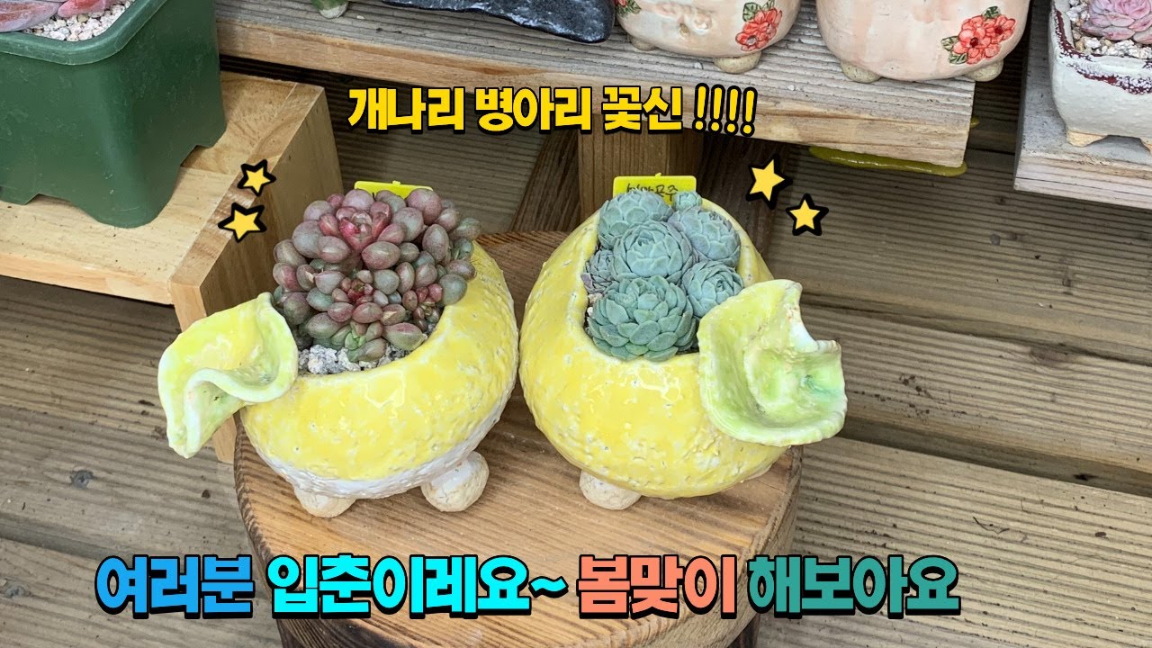 260204[다육식재] 입춘, 봄을 심다 🌼｜병아리 꽃신분에 설탕공주 자금우 (여러분들 입춘대길하세요!)