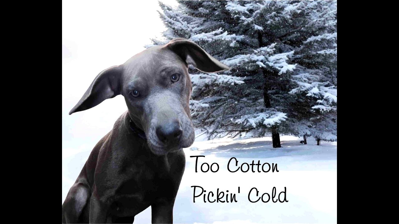 Too Cotton Pickin' Cold | Symanthia Guthrie #winterstorm2026 #countrymusic #folkmusic