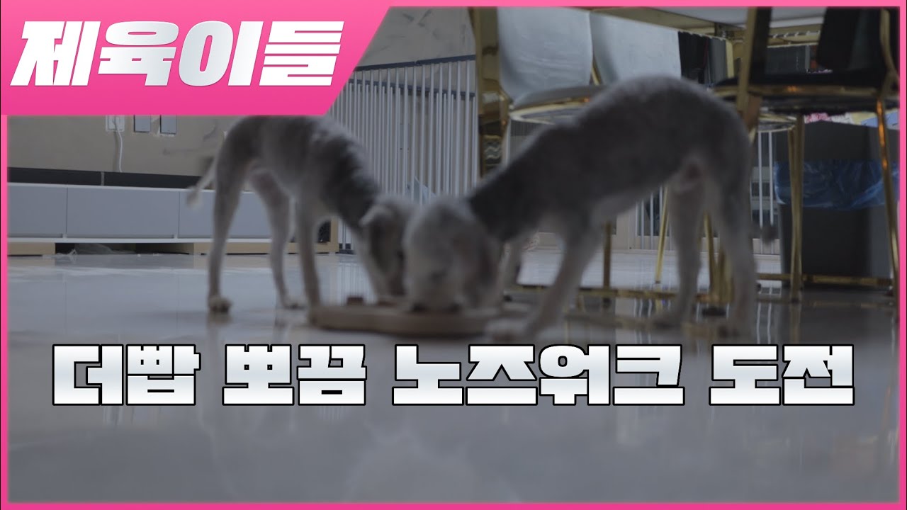 [제육이들]더빱뽀끔 이번엔 노즈워크!! 신나게 놀아주기! 지칠때까지.. 내가 지쳤음
