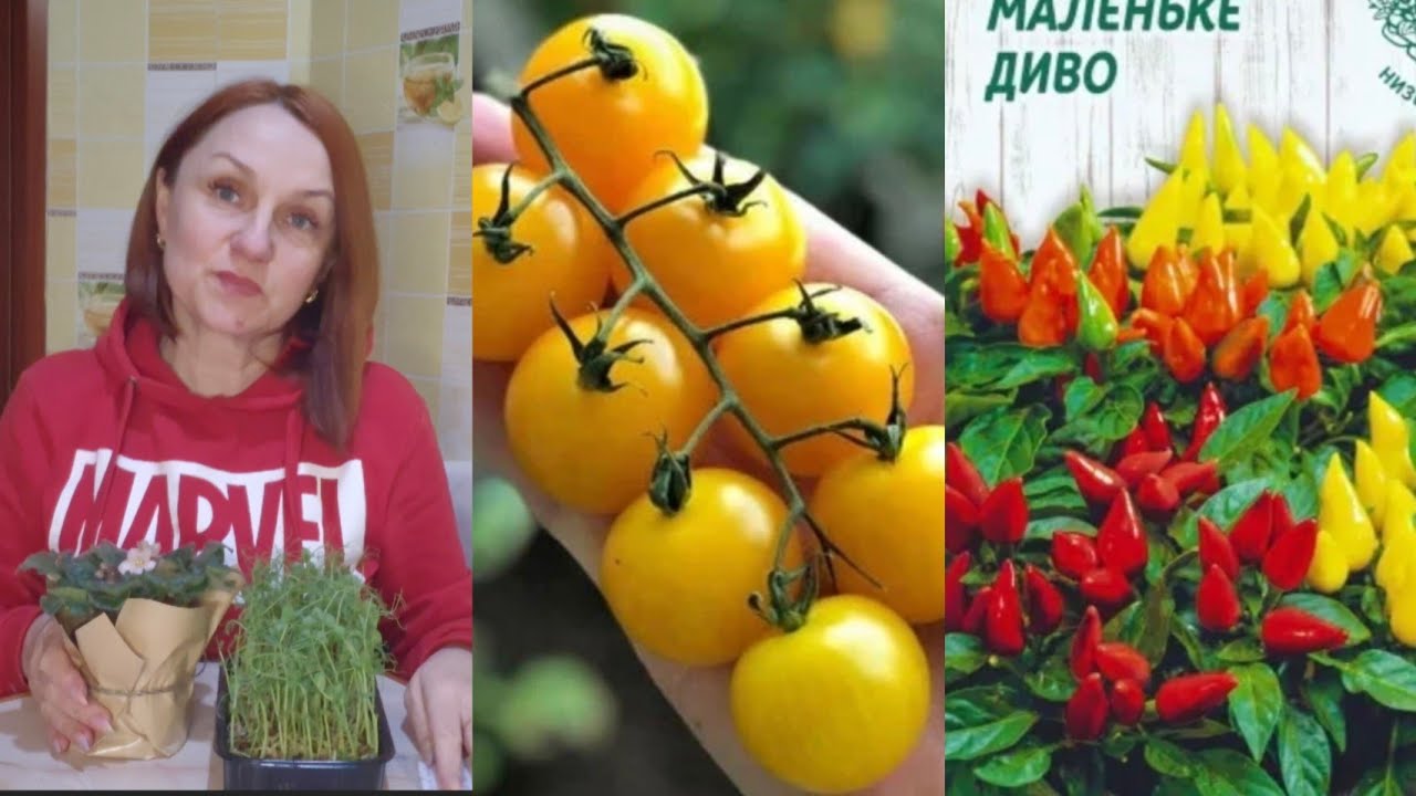 СТАЛОСЯ МАЛЕНЬКЕ ДИВО.КОЛИ СІЯТИ ТОМАТИ. ЗУСТРІЧ З ПІДПИСНИЦЕЮ. ЕКСІБІШН ПОСІЯЛА. 6 березня 2026 р.
