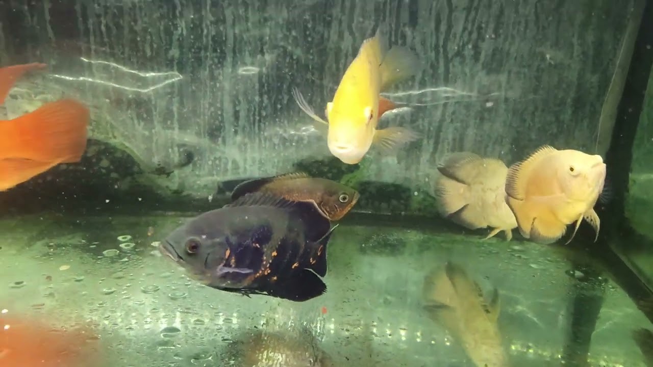 Oscar fish filthy growout tank. 😝