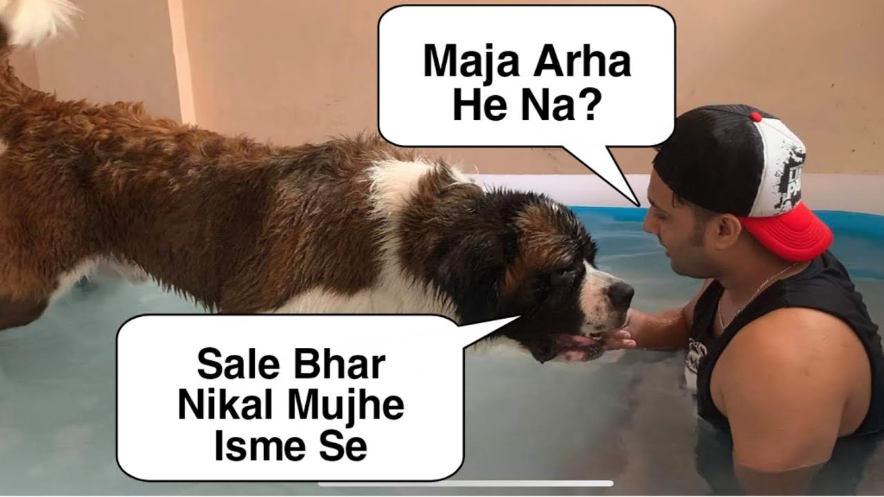 ALEX FIRST  TIME IN POOL ll DAAR GAYA BICHARA ll 2020 ll Abhishek