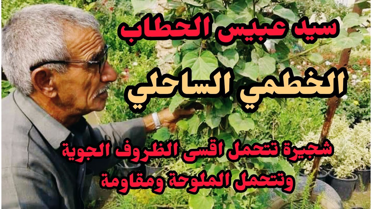 الخطم الساحلي شجيرة المستقبل تتحمل اقسى الظروف الجوية و ملوحة التربة تستخدم كسياج او تزرع كشجرة