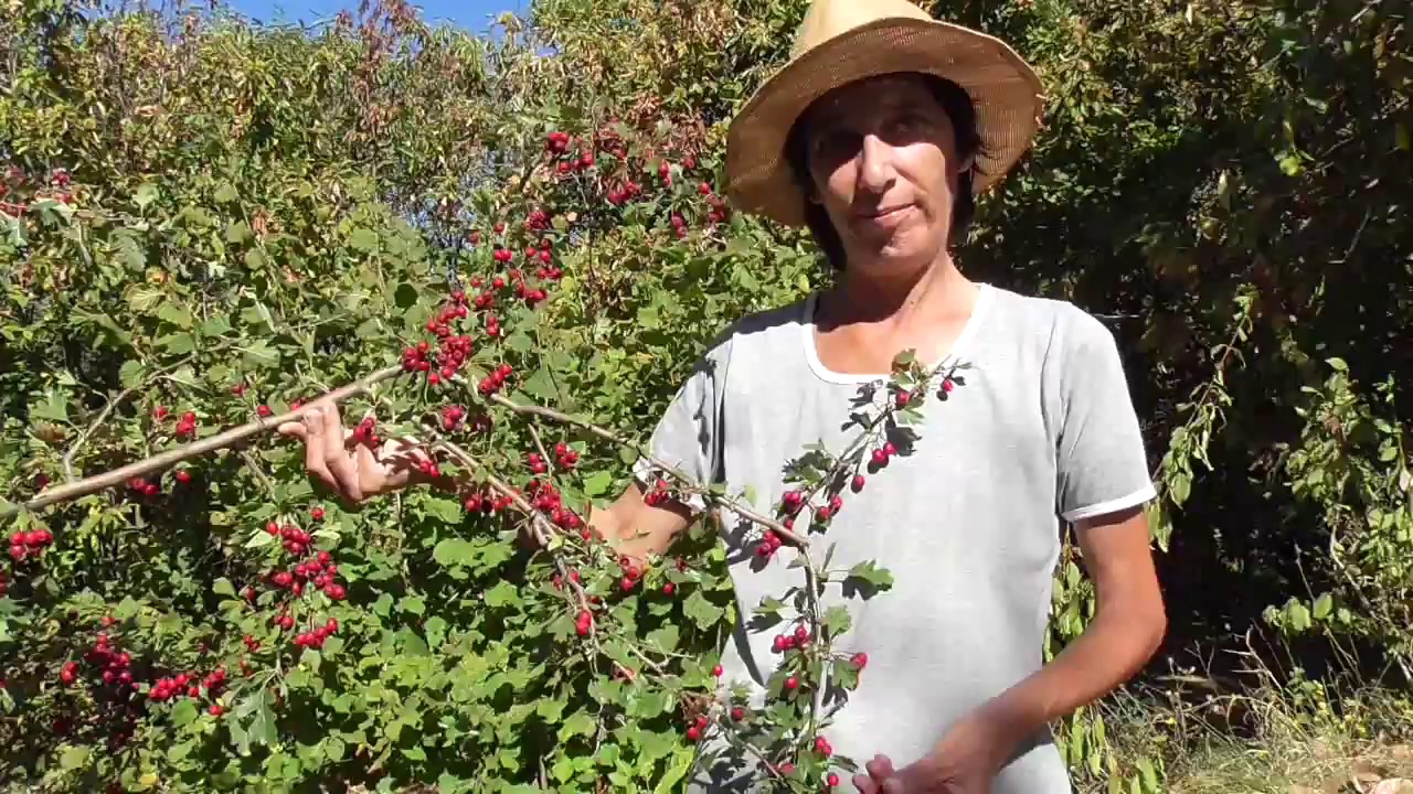 Il giardino di Daniela Le aiuole fine settembre