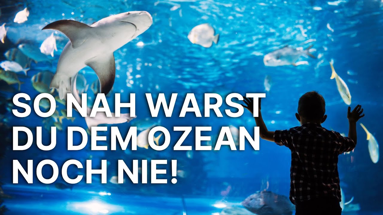 Das Fenster zum Meer | Unterwasserwunder Australiens: Faszinierende Tierwelt hinter Glas