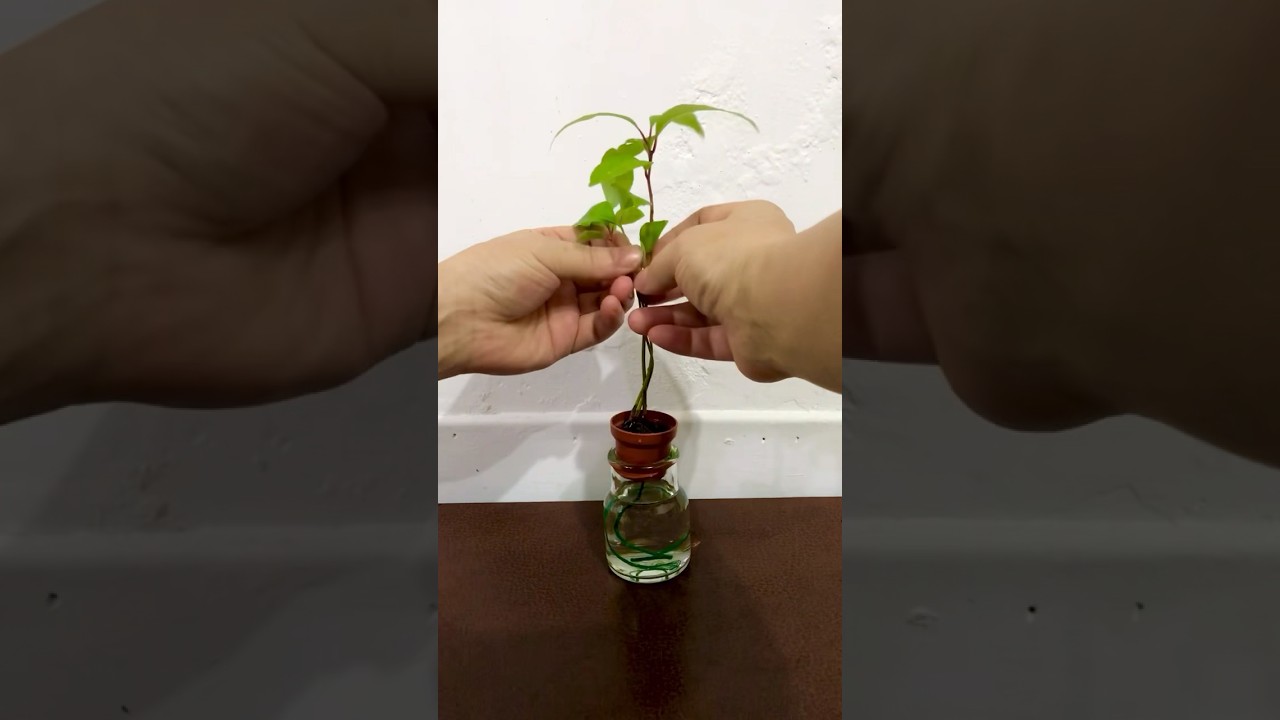 樟樹小苗時 造型最好。三股辮。tree