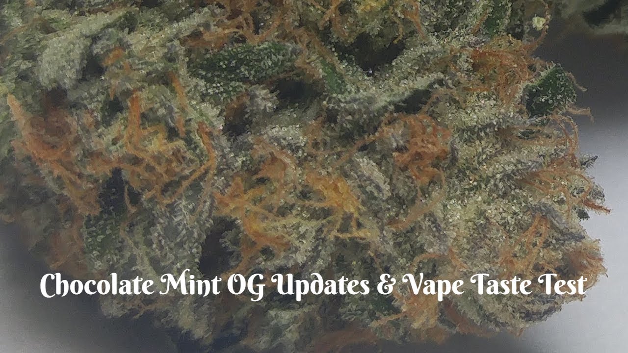 Chocolate Mint OG Harvest and vape test and new future grow details!