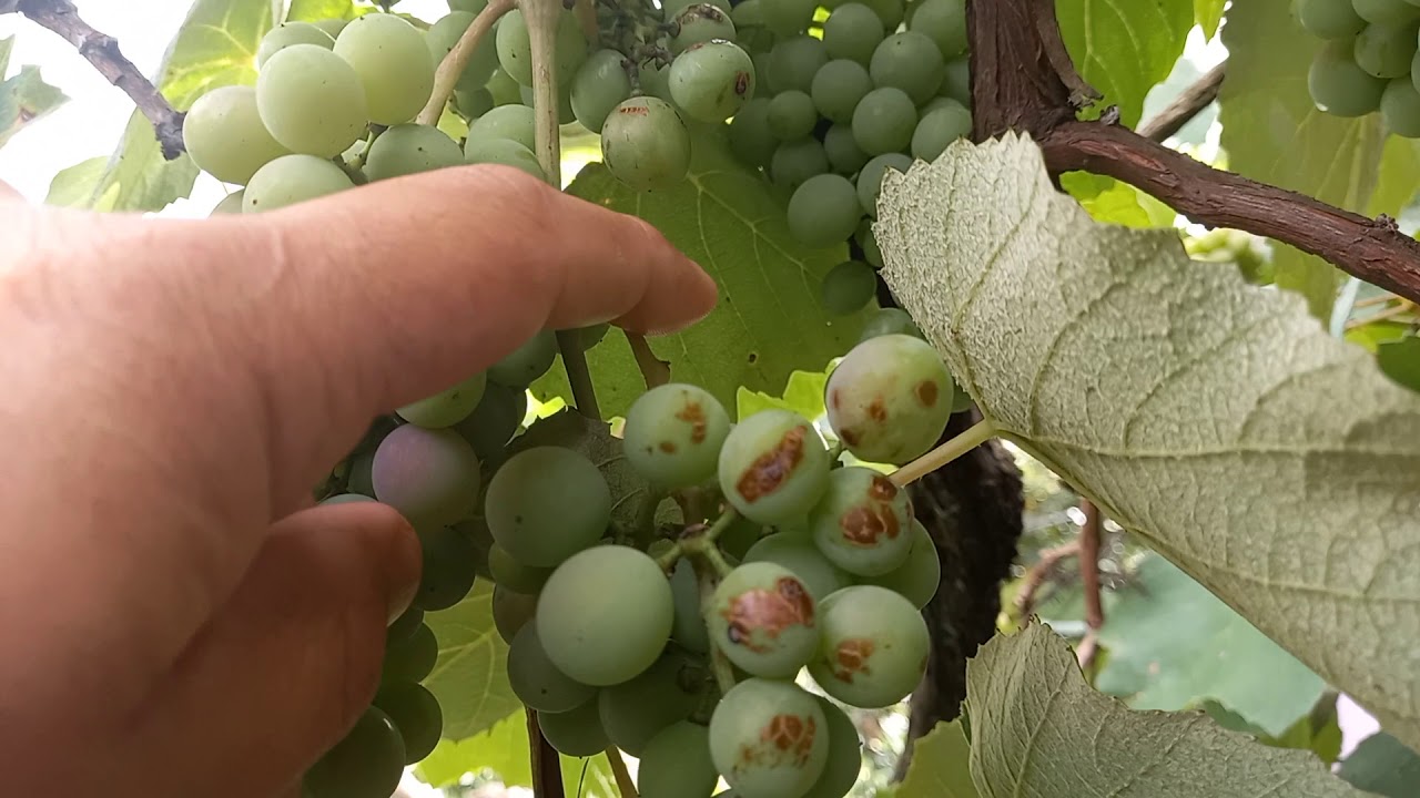 lahuertaorganica.com : Enfermedades en Vid, las parras. La antracnosis. Caracterísicas y cuidados.
