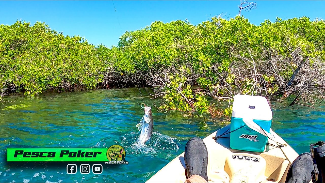PESCA de PARGOS y ROBALOS en MANGLAR//ESTERO RANCHO BUENO!!