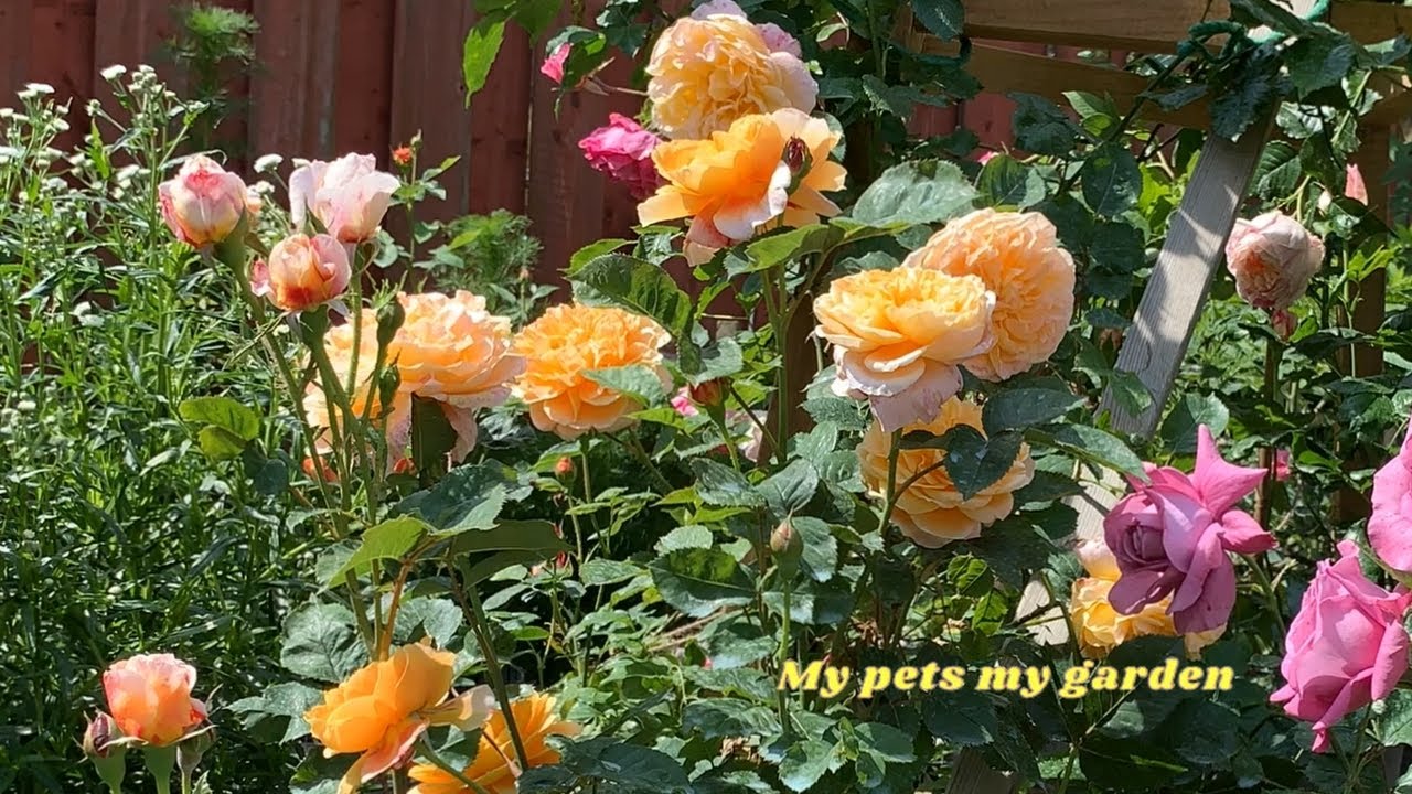 |The Impressionist -14 (11)Top Climbing Roses in my Garden 2024 | #Healing |Calm | My pets my garden