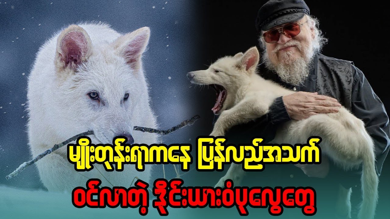 မျိုးတုန်း ရာ က နေ ပြန် လည် အသက်ဝင် လာတဲ့ Dier Wolf