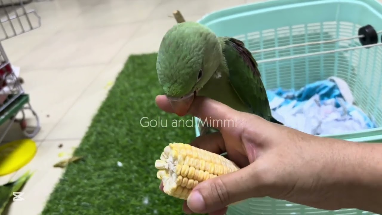 2 months k Baby parrot ko kia Khilana Chahiye #babyparrot #food #parrotfood #parrotcare #mitthu