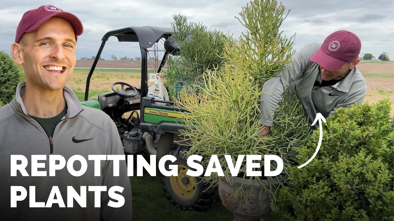 Fig Tree Maintenance + Potting Up Plants Saved Over the Winter