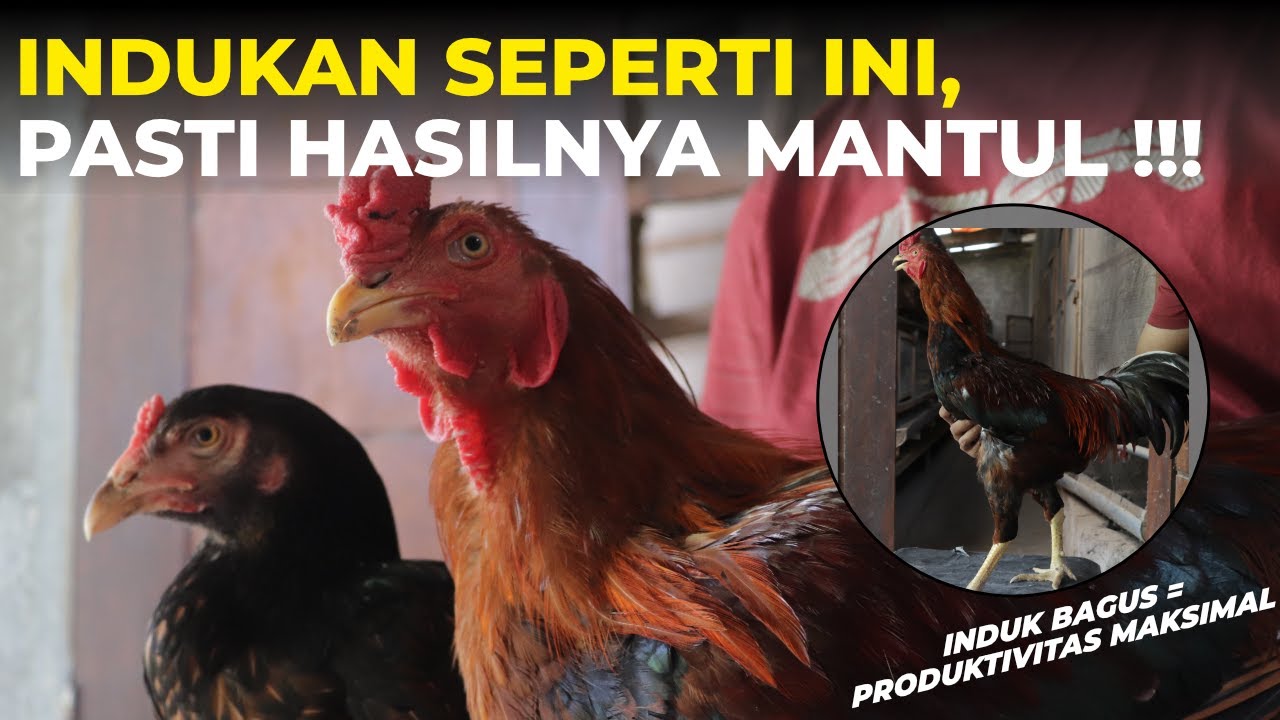 Cara Pilih Indukan Ayam KUB 2 Janaka: Modal Sukses Pembibitan❗️💯